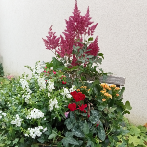 Coupe de plantes "Bellatrix"