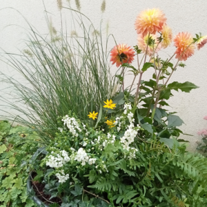 Coupe de plantes "Alcyone"